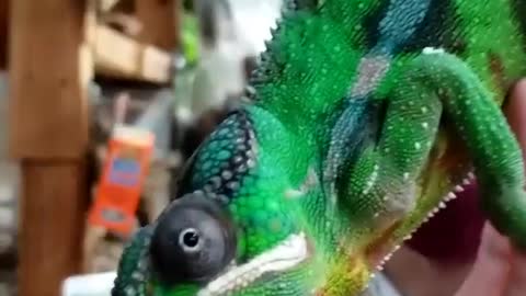 Panther Chameleon aka Furcifer pardalis