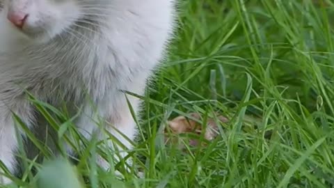 Cute Cat | A pet kitten resting |