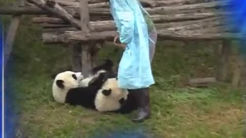 When Pandas Attack!