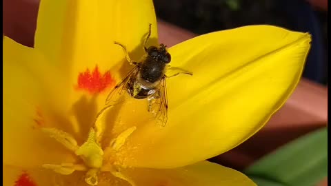Hoverfly sitting on a tulip and enjoying rhe sun