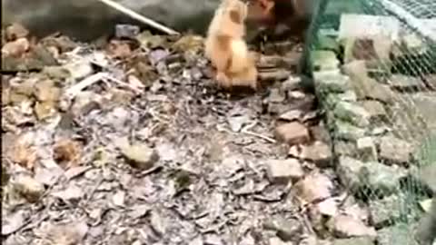 Chicken VS Dog! Funny Video!