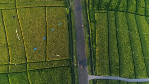 Aerial Shot of Indonesian Farmland