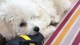 White dog playing with black and yellow toy