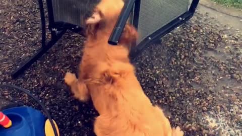 Brown dog bites water stream owner cleans black chair