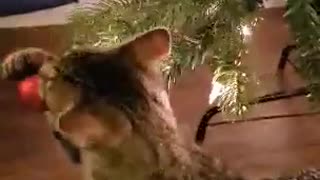 Kitten's first Christmas Tree...Gonna be a long season