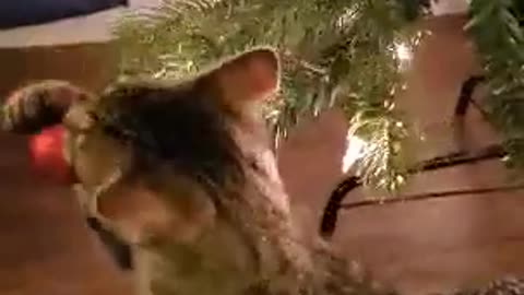 Kitten's first Christmas Tree...Gonna be a long season