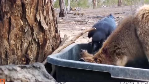 Crows removing ticks off wallabies~This is an example of a mutualistic relationship between crows and wallabies~it's a win-win~ The crow gets a snack and the wallaby gets a tick removed
