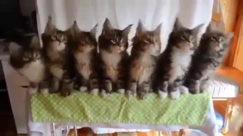 Cute seven kitties