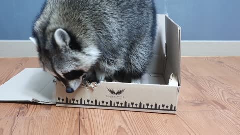 Raccoon bites the box hard and disassembles it.