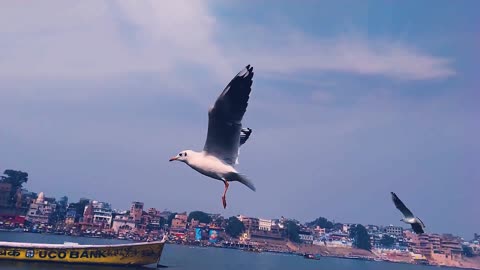 The birds of the river are enjoying the beautiful moment