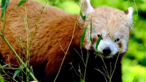 Latest version of the year |A rare and lovely lesser panda|Interesting pet dogs and cats