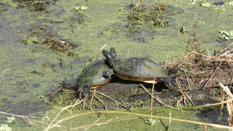 Cute turtles sunning