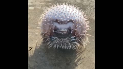 Puffer fish