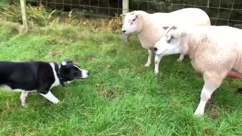 A dog drives two sheep.