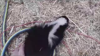 Skunk Test