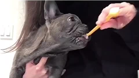 Orange toothbrush owner brushing black dog french bull dog teeth