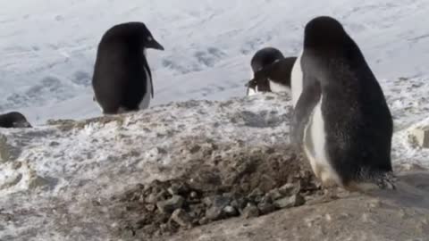 sneaky penguin steals stone VERY FUNNY