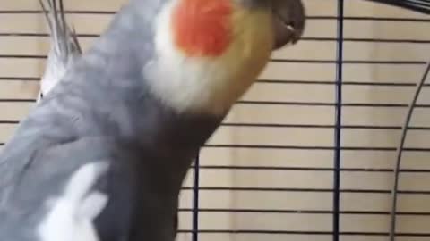 Birb Activates Car Alarm