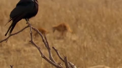 Drongo Bird Tricks Meerkats