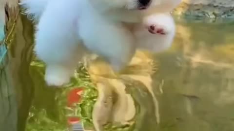 Puppy Walk On Water