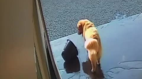 Golden Retriever Dumps Water Bucket