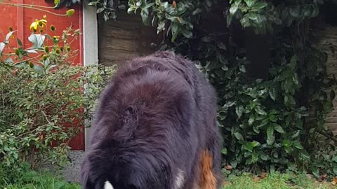 Huge Bernese Mountain Dog loves digging
