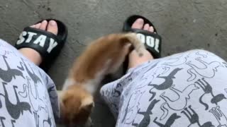 Cute kitten wants some attention