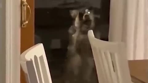 Funny cat | Funny Dog | Viral Videos