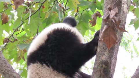 Cute wild panda sitting on a tree