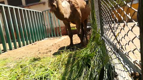 African Pregnant Camel Becomes Demanding Fresh Grass