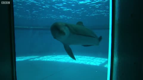 Dolphins: How Smart are They Actually? | Inside the Animal Mind | BBC Earth