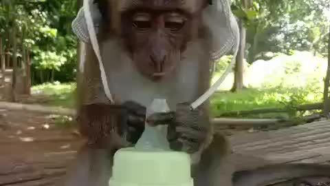 funny monkey Baby Chito curiosity