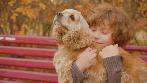 happy teenager boy holding on hands cocker spaniel dog on bench in autumn park