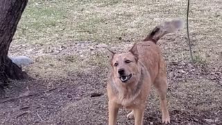 Dog chases birds and keeps checking with owner to see if he did a good job