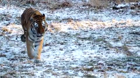 Tiger Roar - Tiger Roaring - Wild Life - Wild Animals - Amazing Wild Creatures