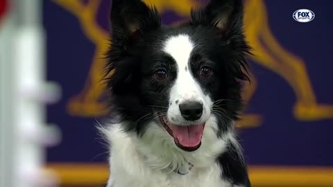 TOP 5 best moments from the WKC Dog Show to celebrate National Puppy Day (PT-Top 5 momentos WKC)