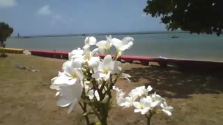 A beautiful bunch of white plumeria flowers overlooking the beach on the coast [Nature & Animals]