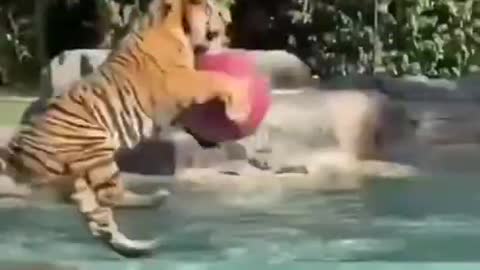 Tiger playing in swimming pool with ball | nature video | Viral video | tiger meme | Viral file