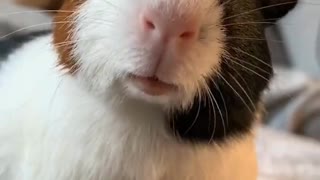 Guinea Pig Making Funny Sounds