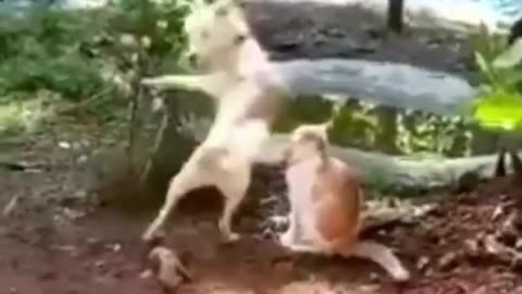 Dog Ultimate Funny Video #shorts