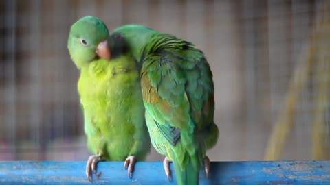 Beautiful Parrots Video| Funny Parrot Video| Beautiful Birds