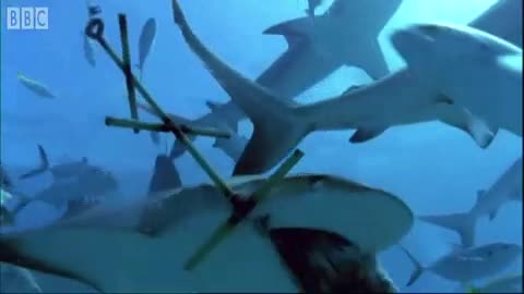 Shark Rodeo | Smart Sharks | BBC Earth