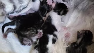 Mainecoon newborn kittens