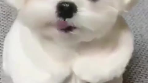 dog video funny