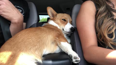 Corgi loves to kick it in the middle arm rest