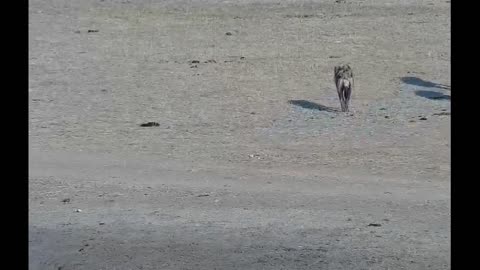 hyenas attacking sick buffalo in the lake