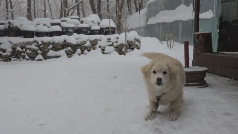 Cute puppy on a snowy day