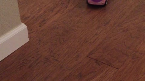 Hamster goes for thrilling ride on remote control car