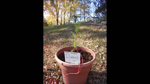 Healing Energy with Raphael a Dawn Redwood Oct 9 2020