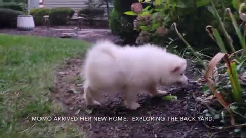 SAMOYED PUPPY FIRST DAY HOME.EXPERIENCE PICKING UP DOGS FROM THE FARM.
